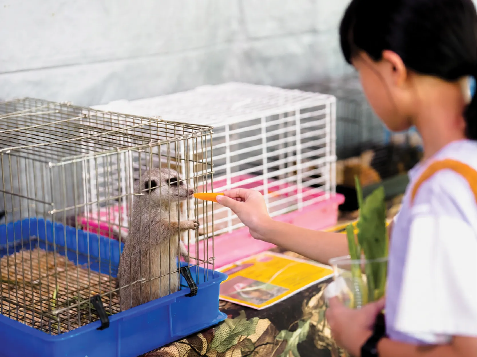 Carnival Petting Zoo