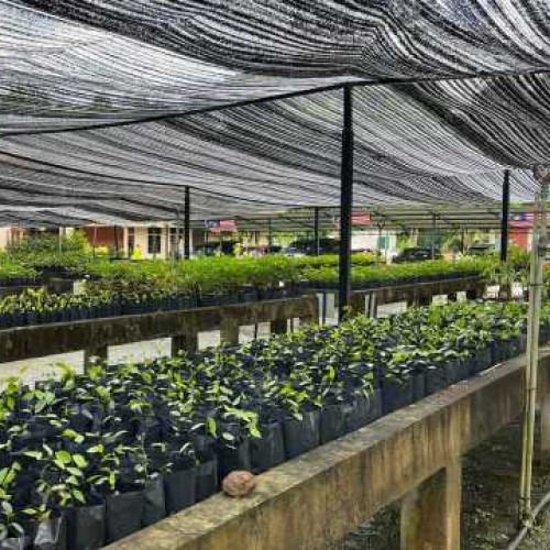 MR.DIY CSR: Seed Planting Project